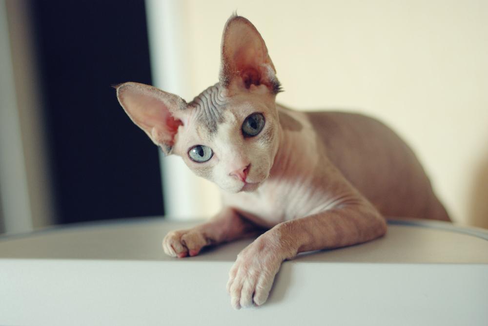 Имена для кошек породы сфинкс – для девочек и мальчиков