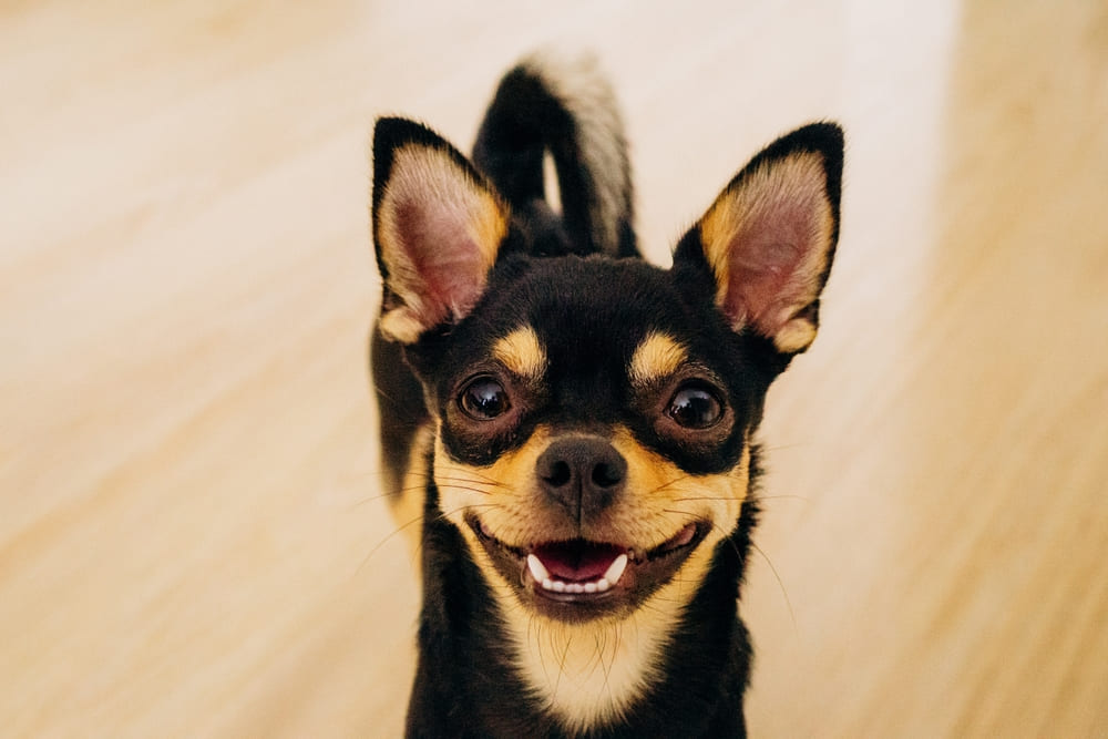 Собака чихуахуа смотрит в камеру