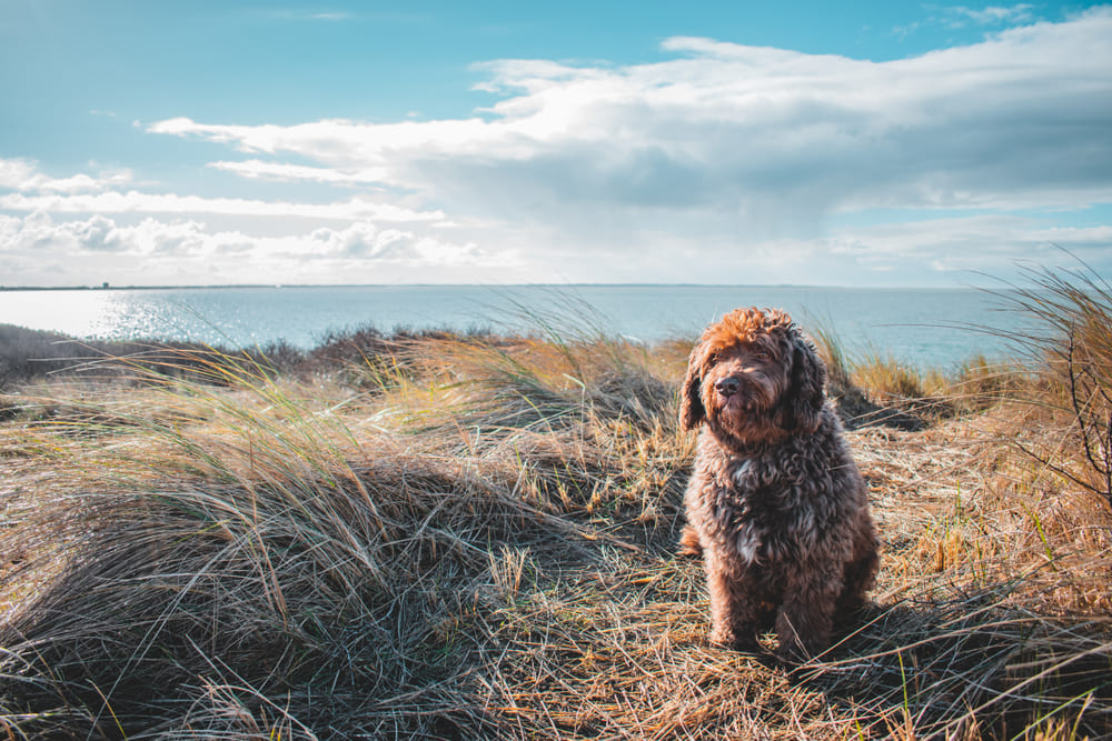 Испанская водяная собака у моря