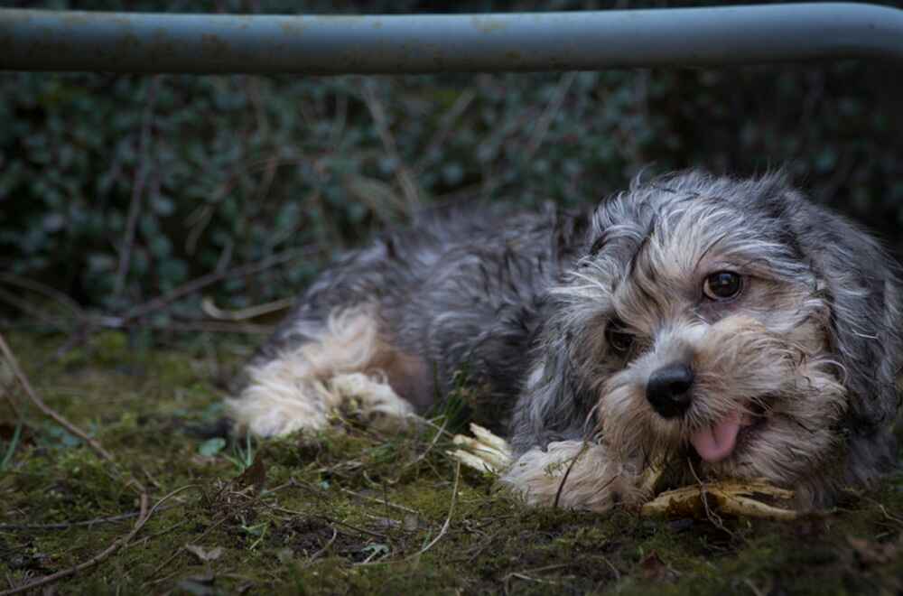 Денди-динмонт-терьер темного окраса