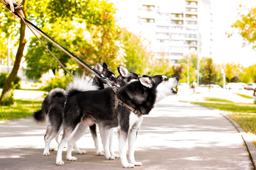 Кли-кай похож на хаски