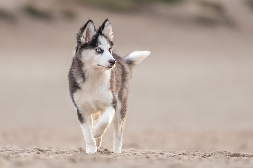 Это собака якутская лайка