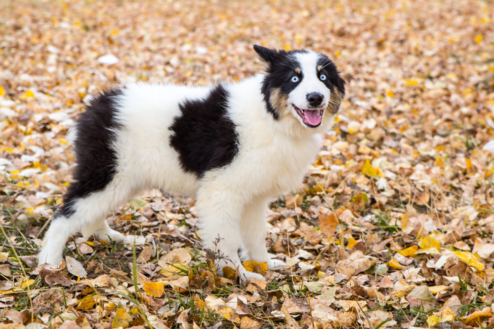 Якутская лайка осенью