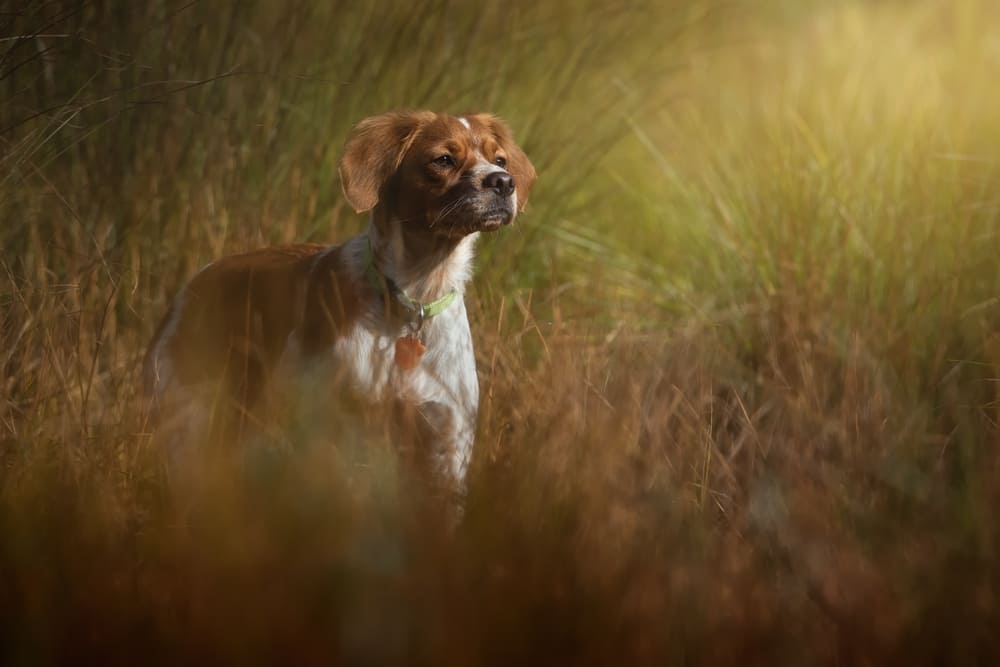 Охотничья порода бретон эпаньоль