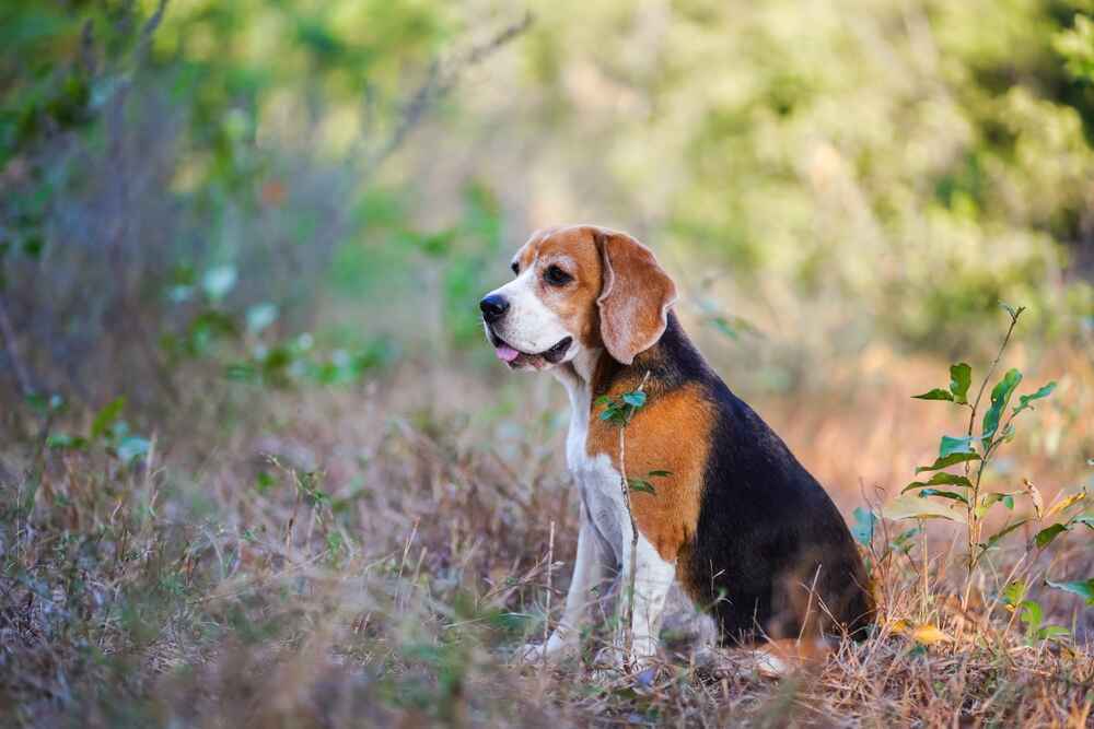 Бигль сидит и смотрит в сторону