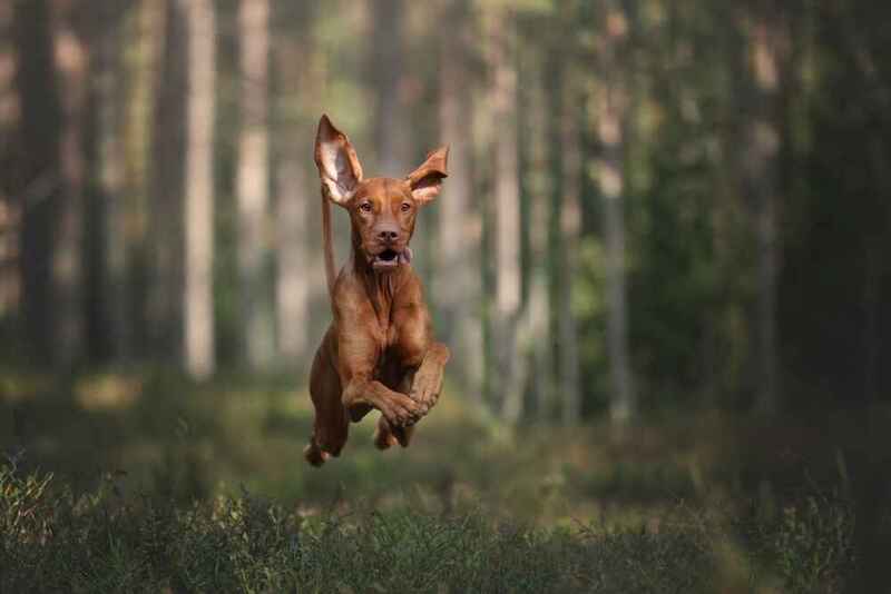 Венгерская выжла в прыжке