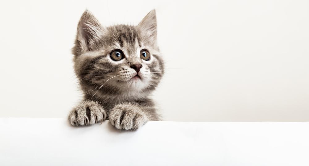 Почему котенок не растет – 13 опасных и неопасных причин, возможное решение  проблемы