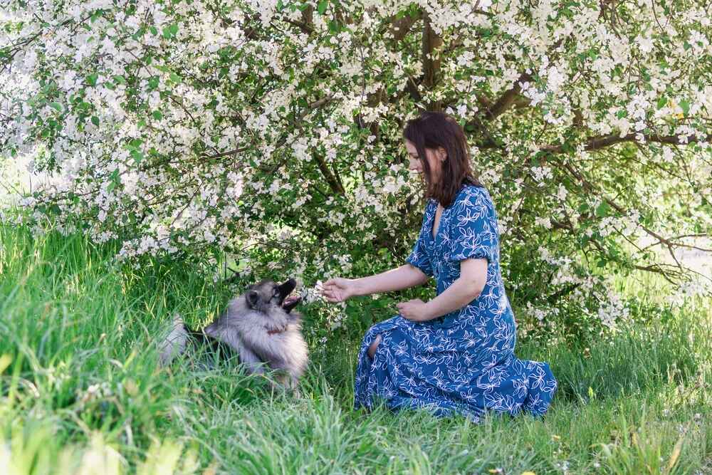 Кеесхонд с девушкой в голубом платье