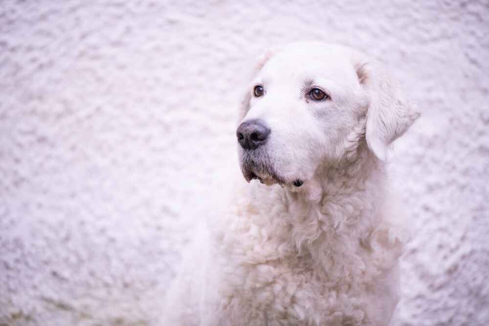 Изображениe — Собака венгерский кувас Собака венгерский кувас