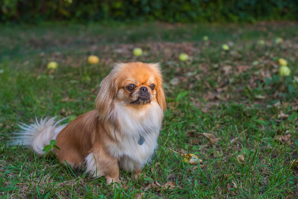 Собака пекинес в парке