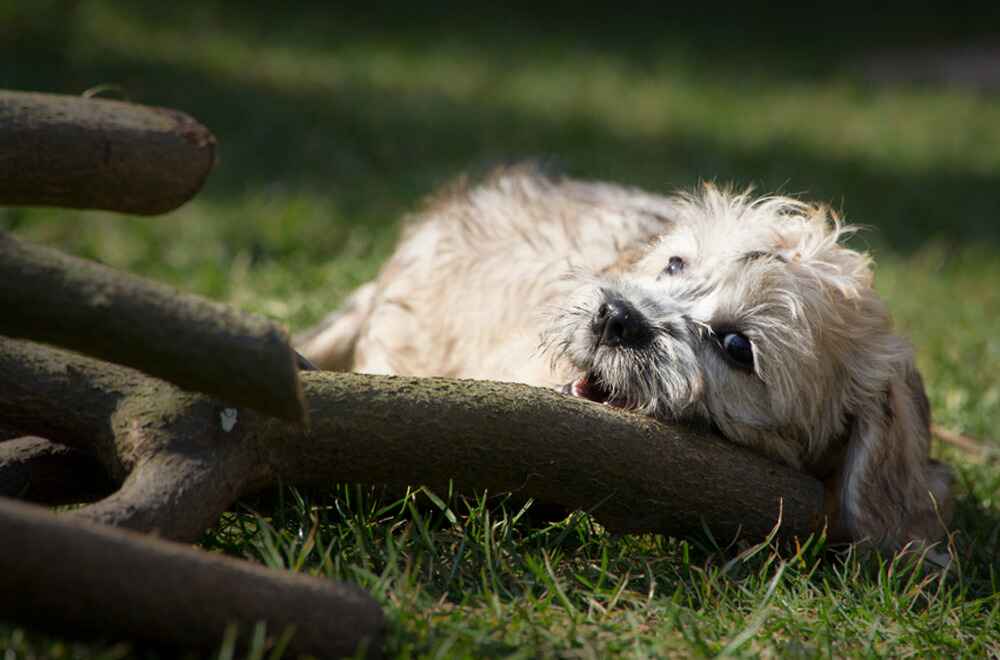 Денди-динмонт-терьер догрызает палку
