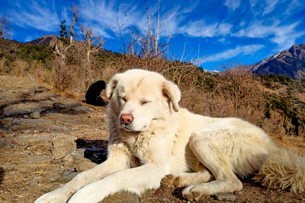 Пиренейский горный пес сидит