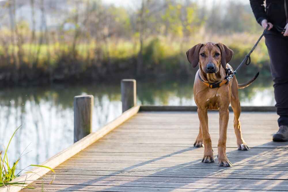 Активный риджбек