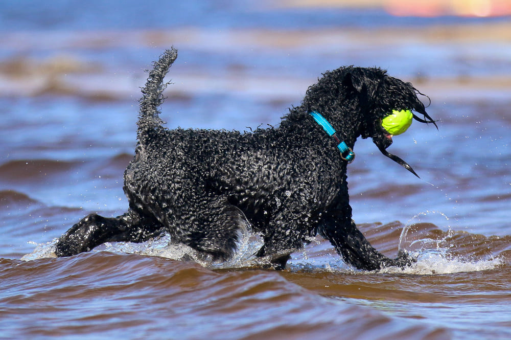 Керри-блю-терьер – активная собака