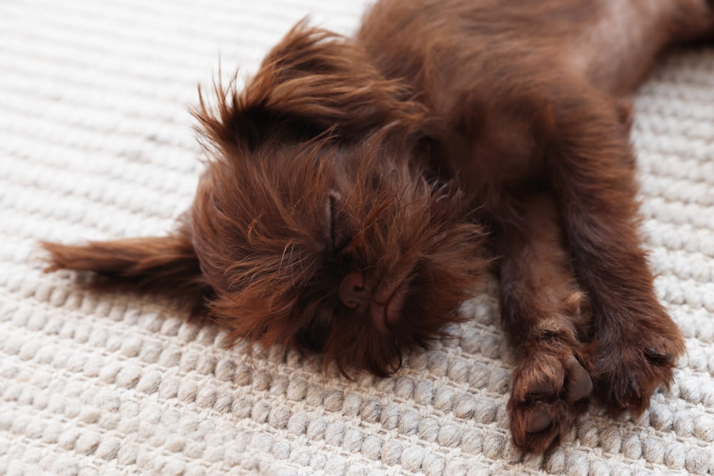 Бельгийский гриффон спит