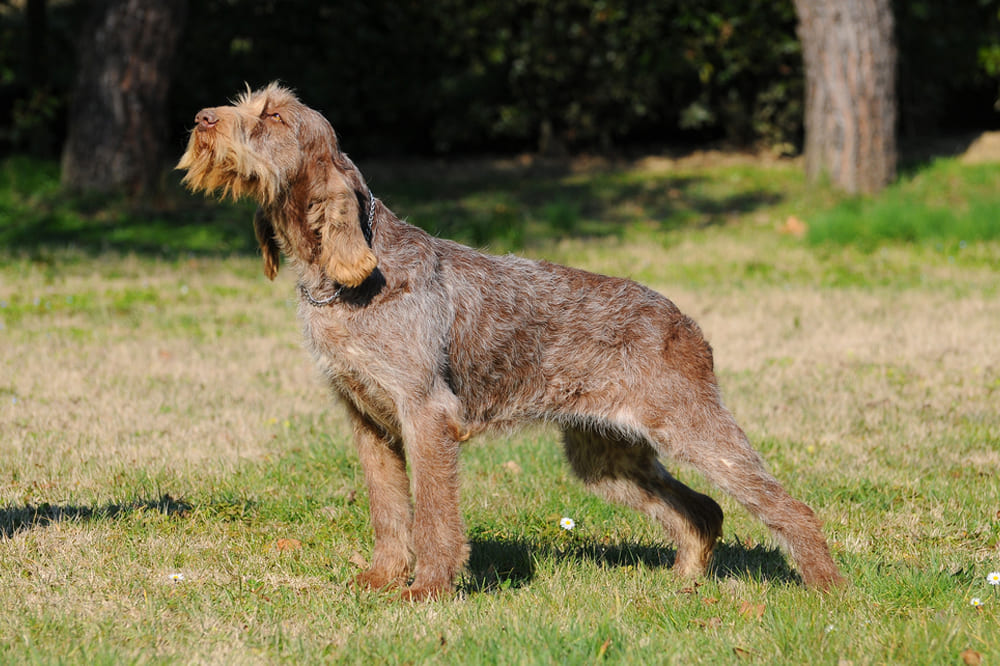 Охотничья порода собак спиноне