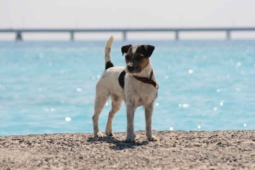 Изображениe — Парсон-рассел-терьер в ошейнике Парсон-рассел-терьер в ошейнике