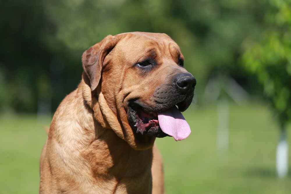 Это морда тоса-ину