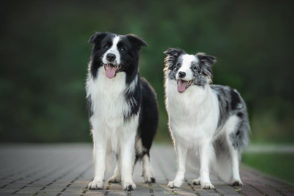 Две бордер-колли
