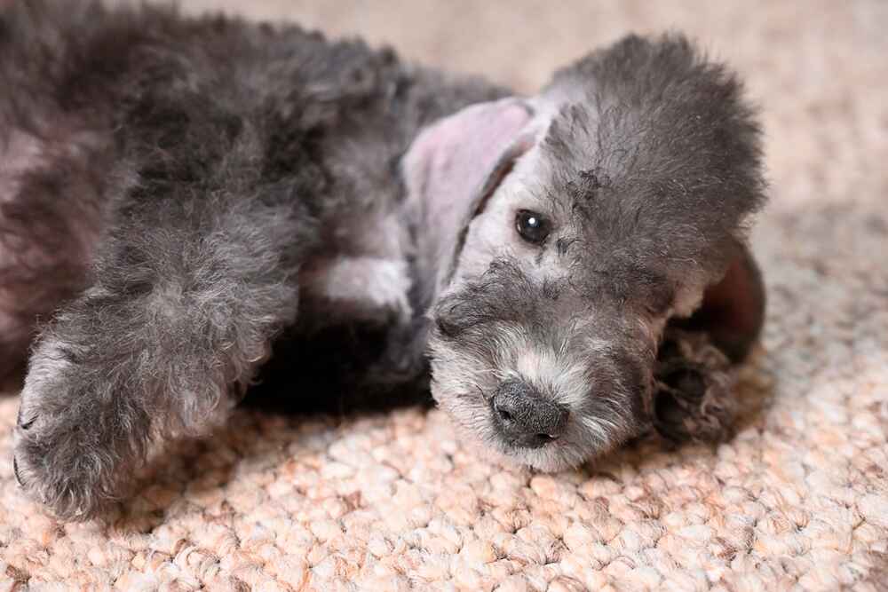 Щенок бедлингтон-терьера лежит