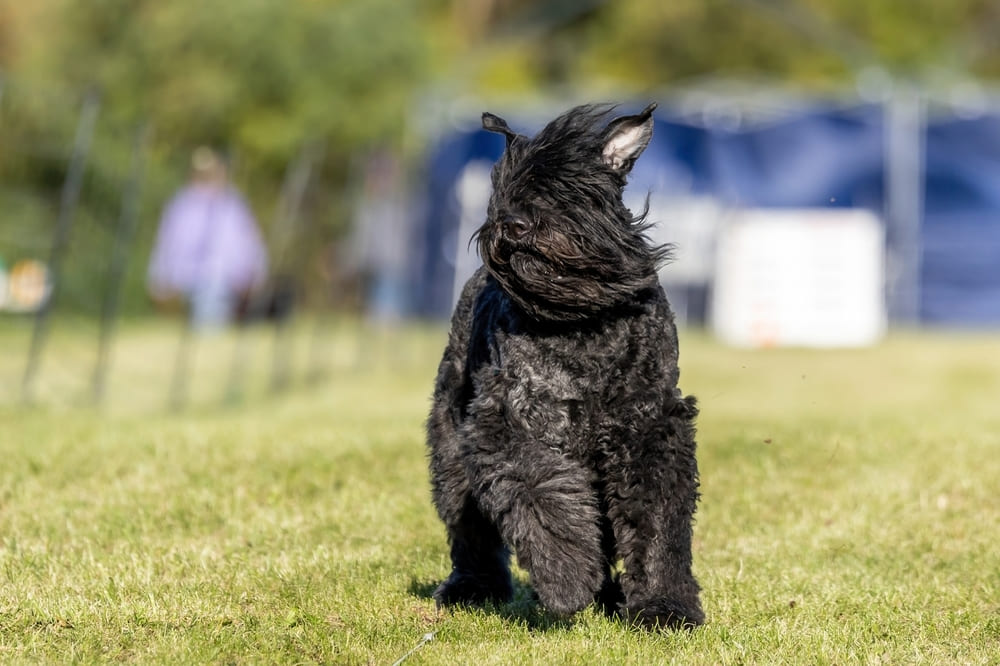Фландрийский бувье быстро бежит
