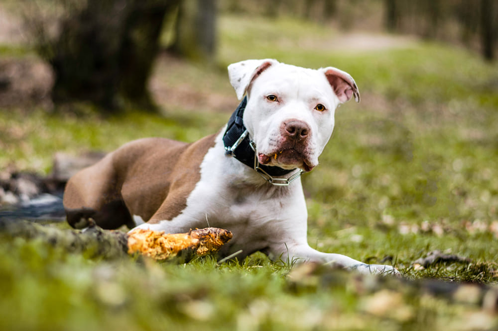 Питбуль лежит на земле