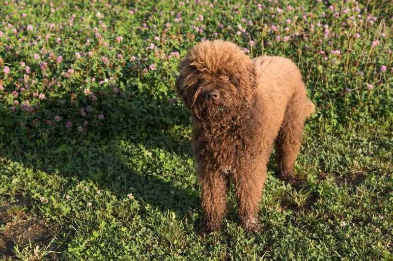 Барбет на полянке