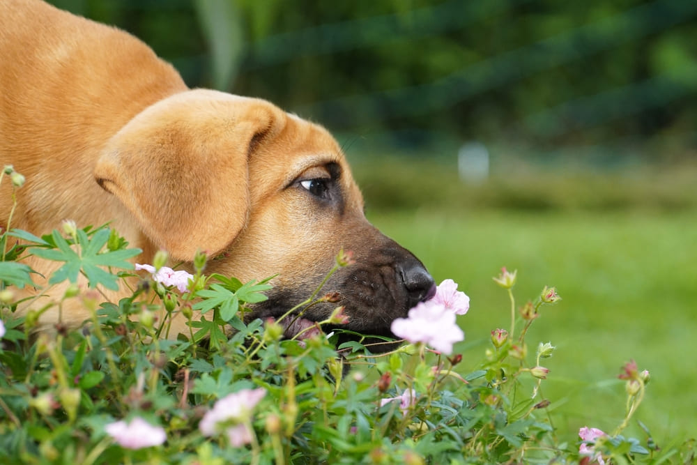 Взрослеющий брохольмер