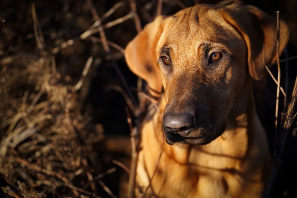 Молодая самка брохольмера