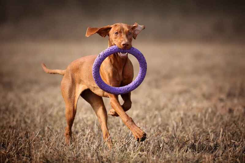 Венгерская выжла с игрушкой