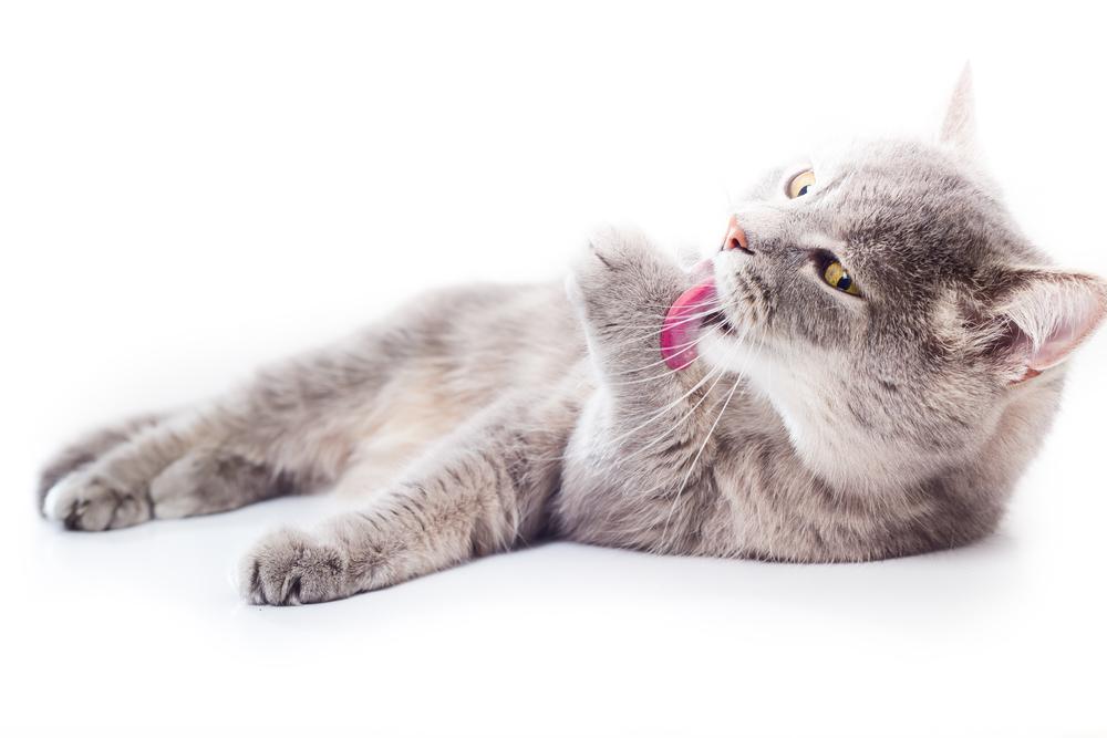 Почему кошки умываются: интересное о кошачьей гигиене