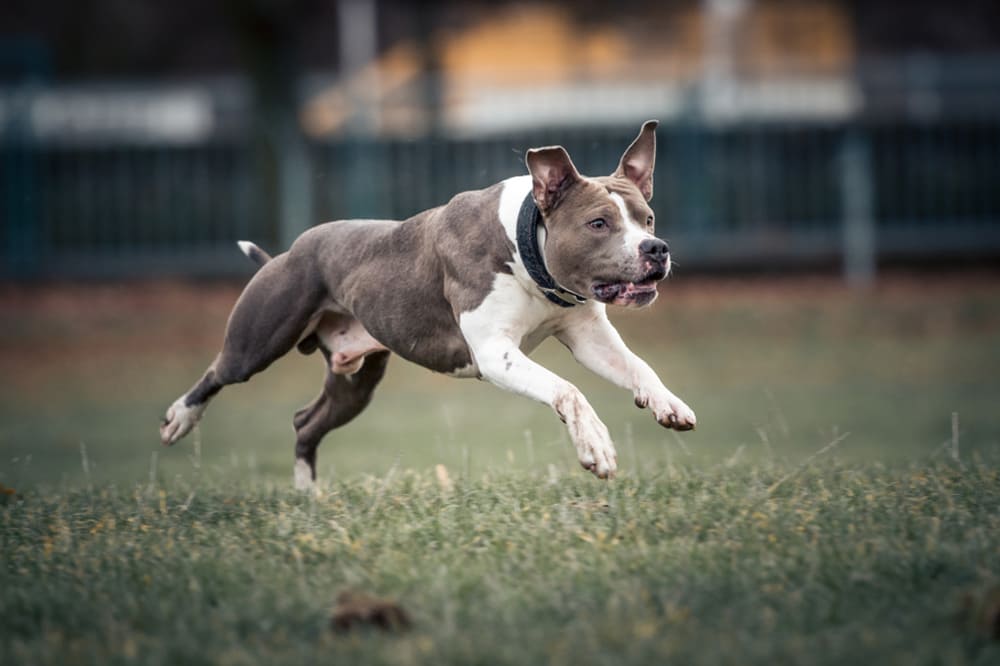 Питбуль быстро бежит