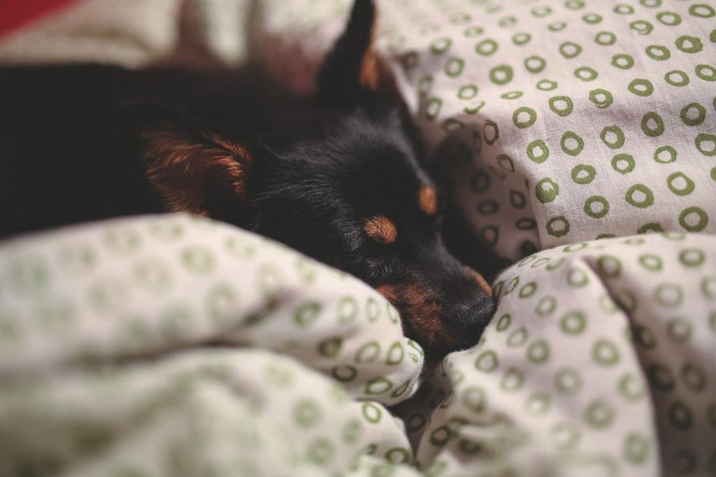 Почему собака много спит – это симптом болезни?