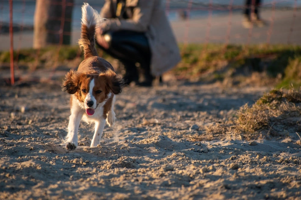 Коикерхондье бежит в парке