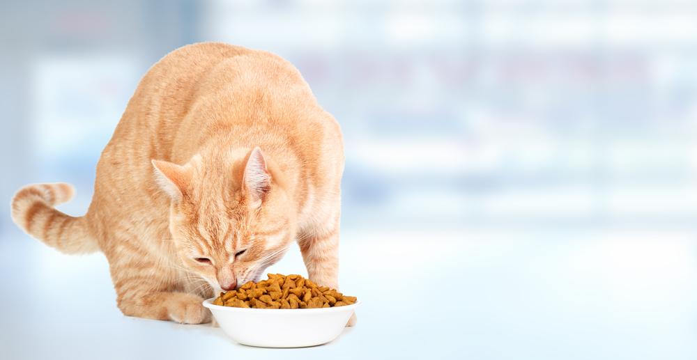 Клетчатка для кошек: необходима ли она в питании?