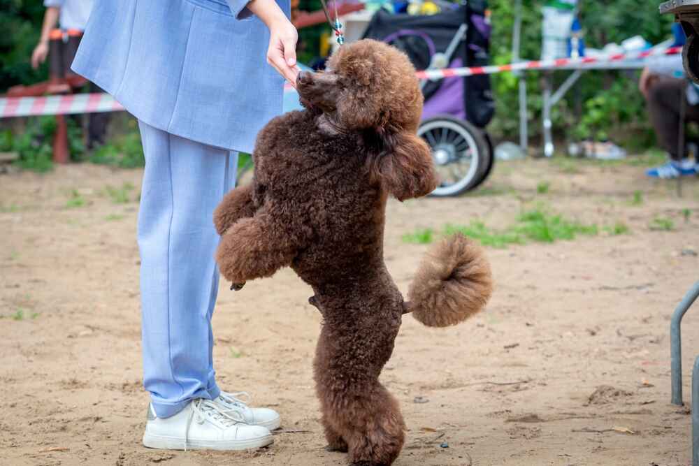 Пудель на соревновании