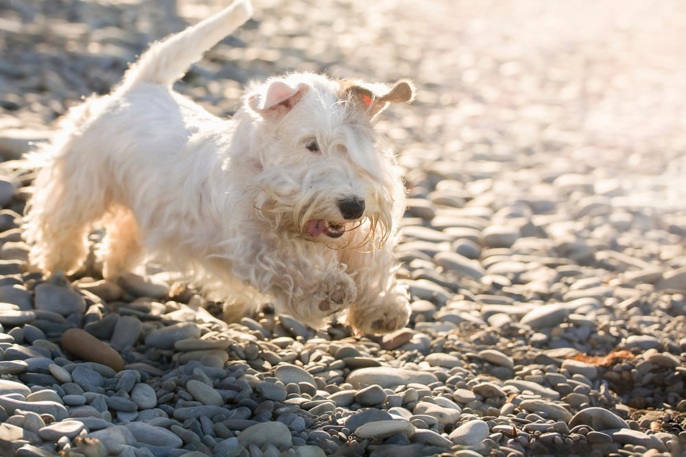 Силихем-терьер на пляже