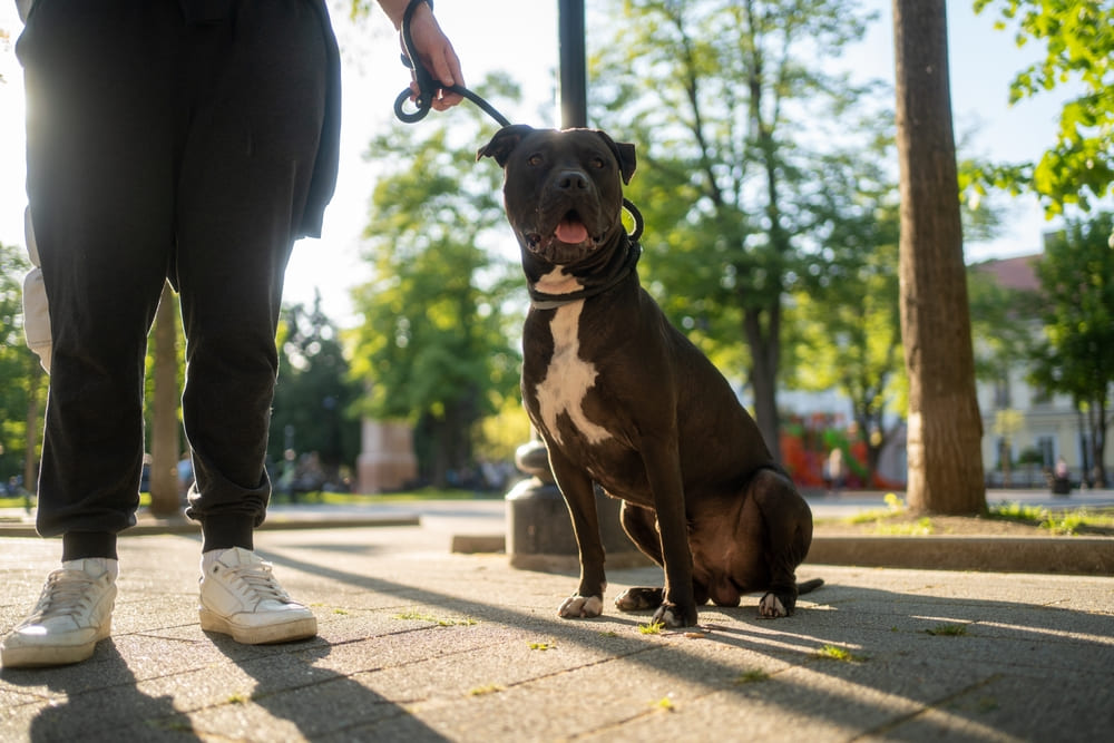 Питбуль на прогулке
