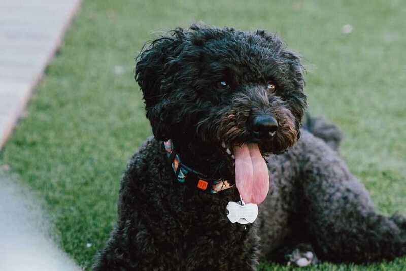 Барбет в ошейнике