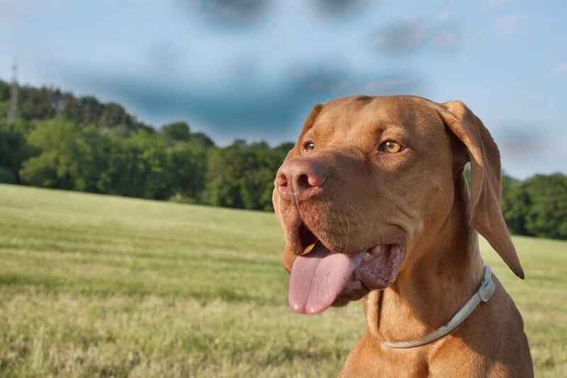 Морда венгерской легавой