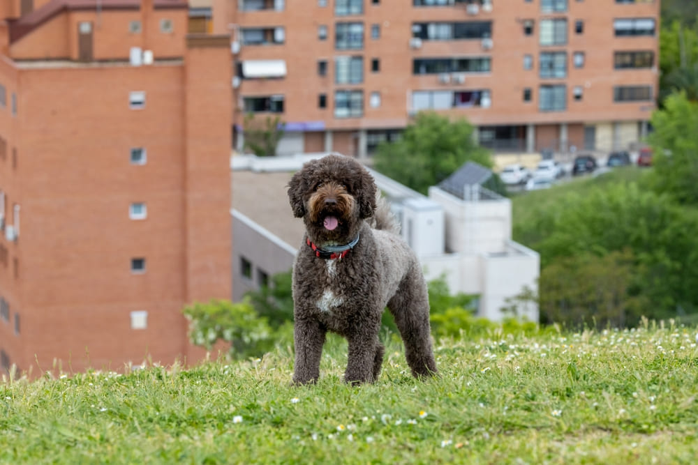 Испанская водяная собака гуляет в городе