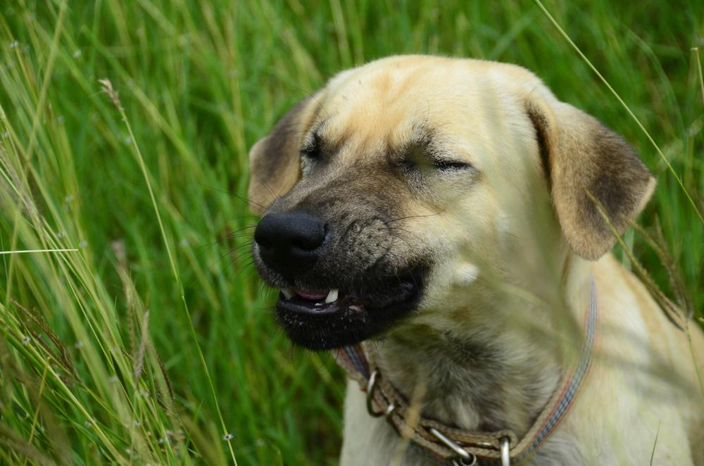 Собака чихает и фыркает: неопасные причины и вероятные патологии