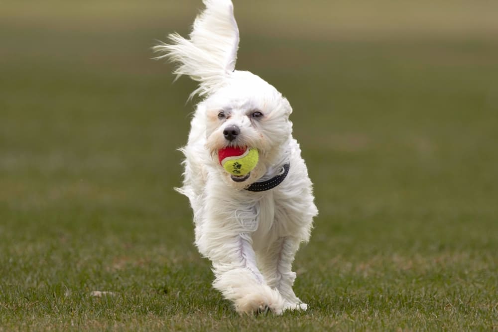 Котон-де-тулеар на выгуле
