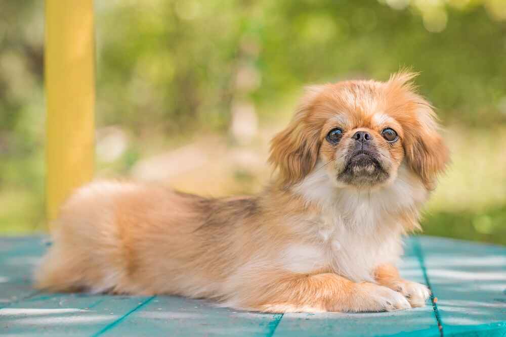 Тибетский спаниель золотистого цвета