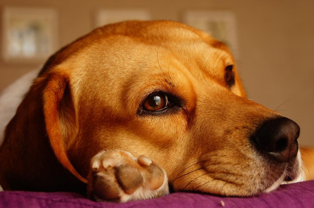 Болезни суставов у собак: признаки и лечение 6 заболеваний
