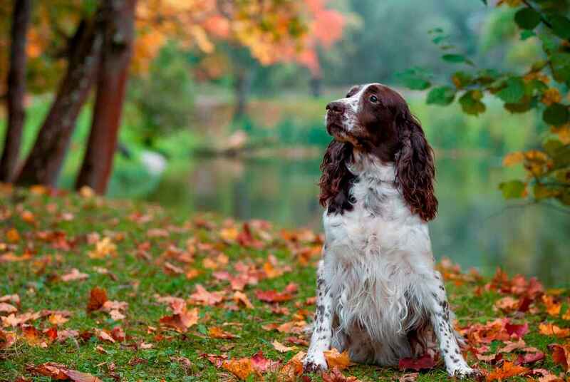 Английский спрингер-спаниель сидит в парке