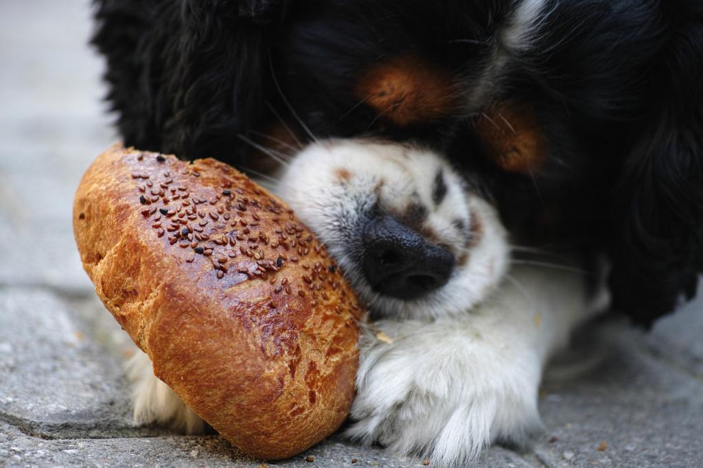 Как отучить собаку или щенка подбирать еду на улице