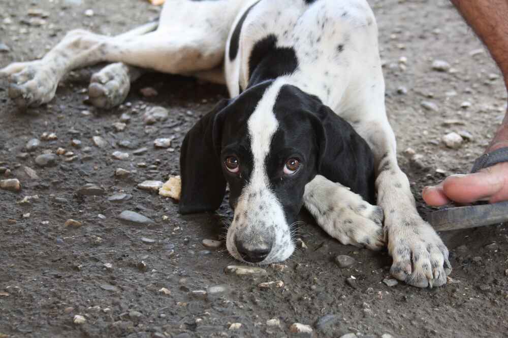 Изображениe — Курцхаар возле владельца Курцхаар возле владельца