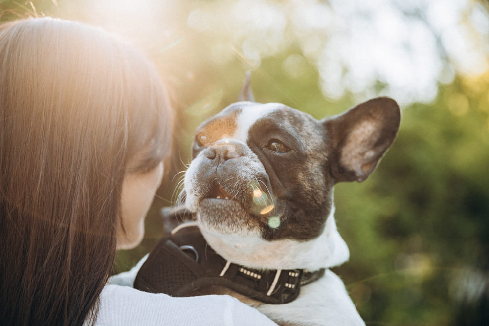 Для чего выведена порода французский бульдог?