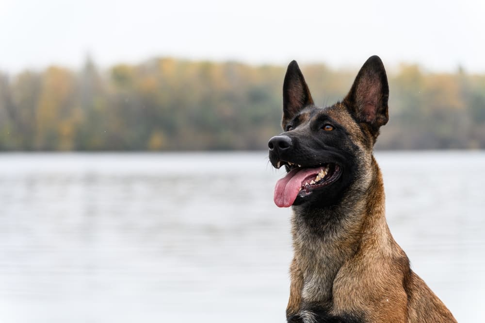 Малинуа смотрит в сторону